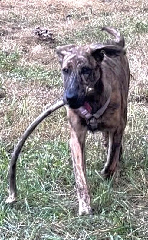 Enlarge Alaska, a Adoptable mixed breed in Cary, NC image 1/3