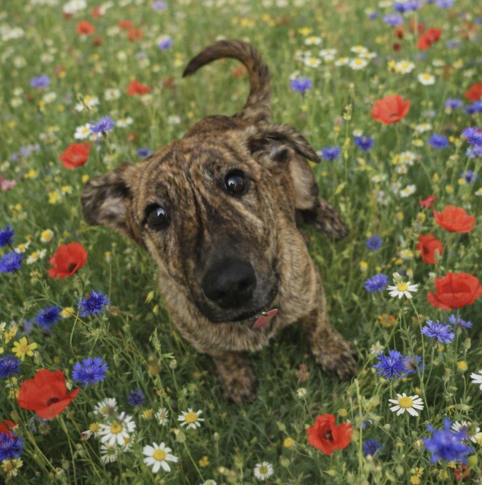 Enlarge Alaska, a Adoptable mixed breed in Cary, NC image 2/3
