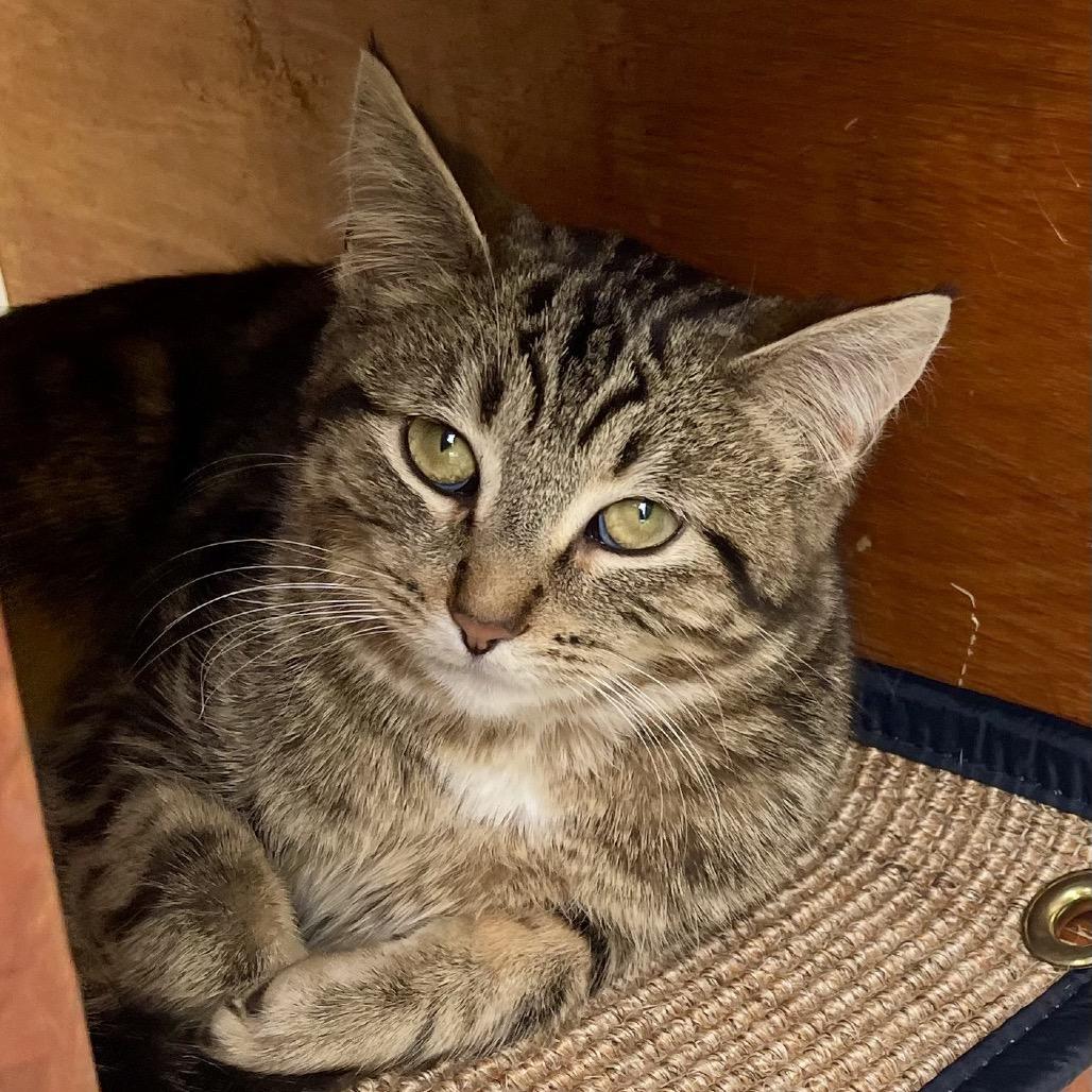 Enlarge Supergirl, a Adoptable Domestic Short Hair in Deerfield, IL image 1/5