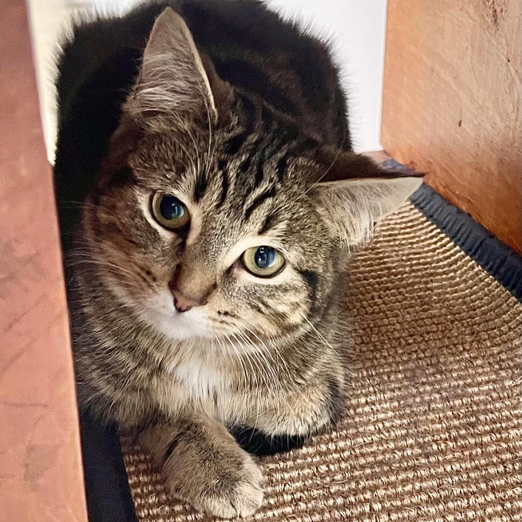 Enlarge Supergirl, a Adoptable Domestic Short Hair in Deerfield, IL image 2/5