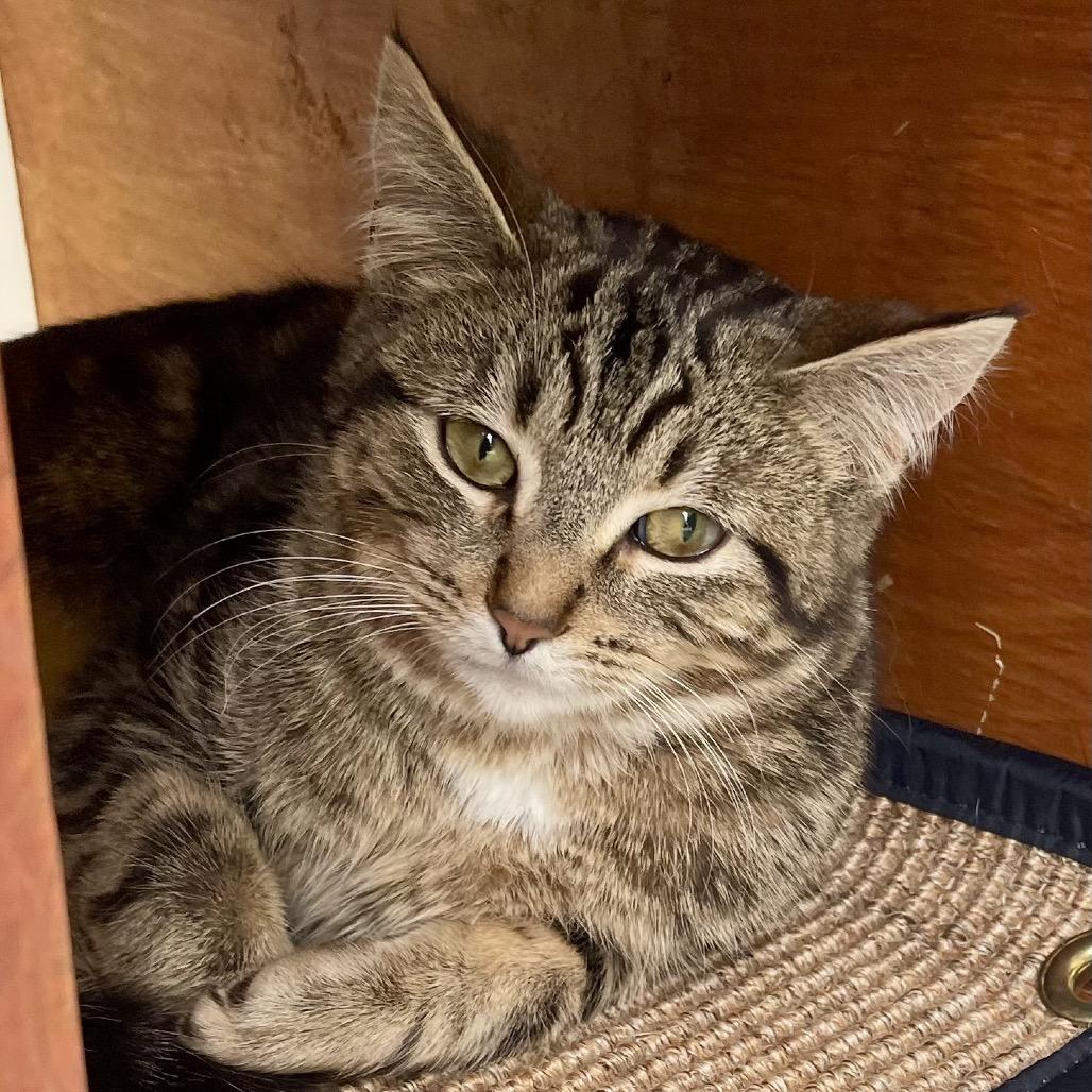 Enlarge Supergirl, a Adoptable Domestic Short Hair in Deerfield, IL image 3/5