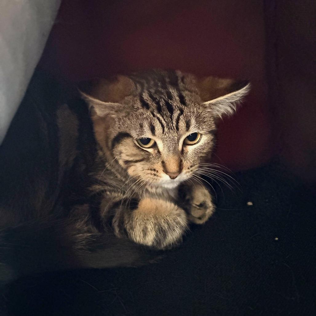 Enlarge Supergirl, a Adoptable Domestic Short Hair in Deerfield, IL image 4/5