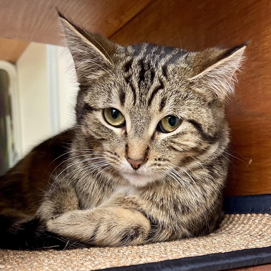 Enlarge Supergirl, a Adoptable Domestic Short Hair in Deerfield, IL image 5/5