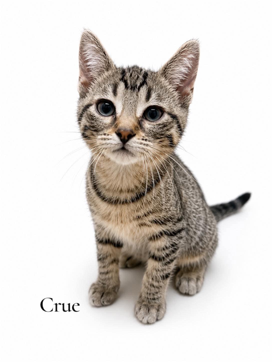 Crue, ADOPTABLE, Kitten Female Domestic Short Hair.