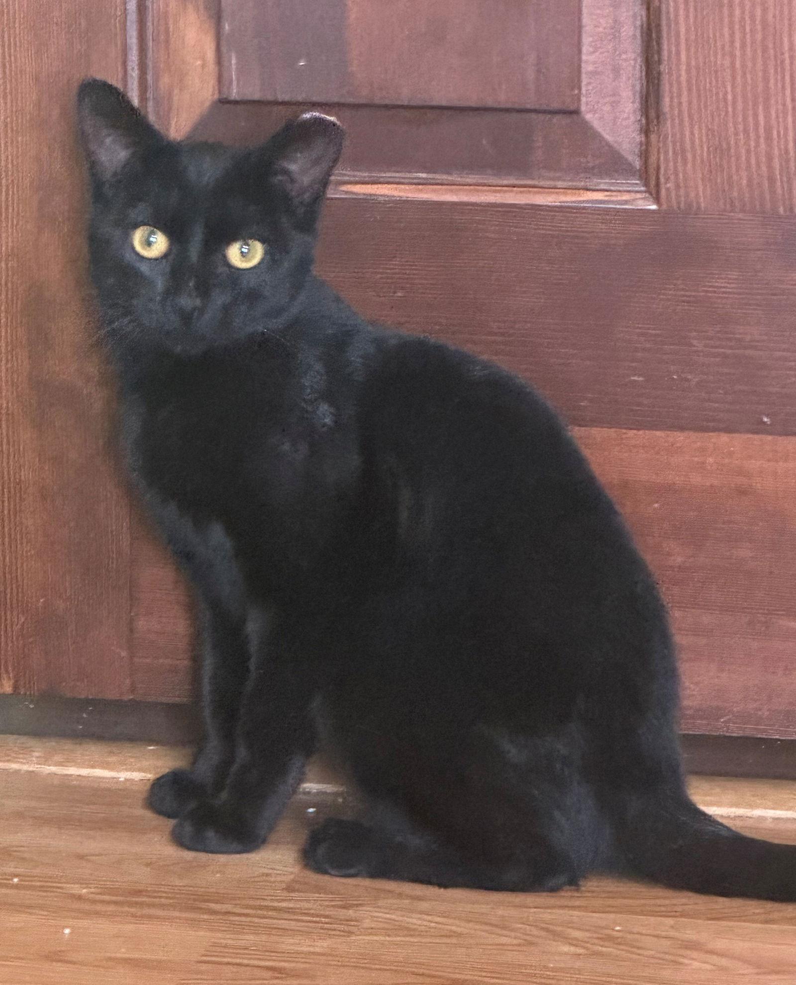 Gizmo, Adoptable, Young Female Domestic Short Hair.