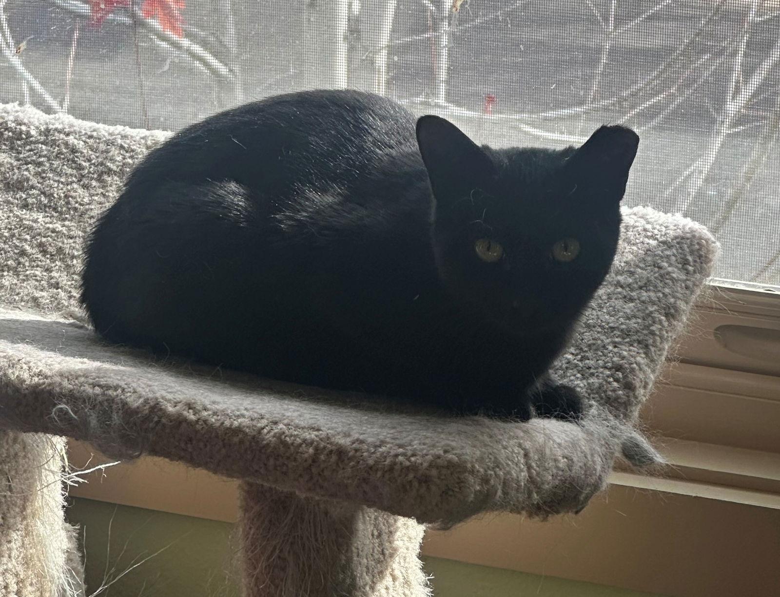 Enlarge Gizmo, a Adoptable Domestic Short Hair in Evergreen, CO image 2/3