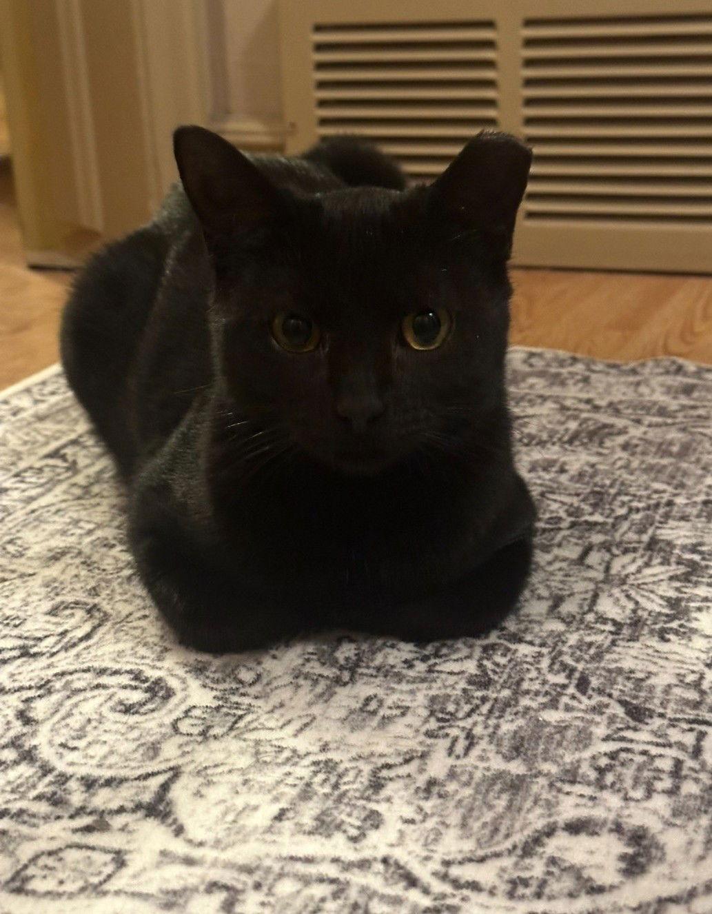 Enlarge Gizmo, a Adoptable Domestic Short Hair in Evergreen, CO image 3/3