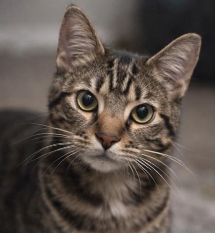 Pixel Bug (Bonded to Penelope), a ADOPTABLE Domestic Short Hair in Fort Worth, TX image 1/3
