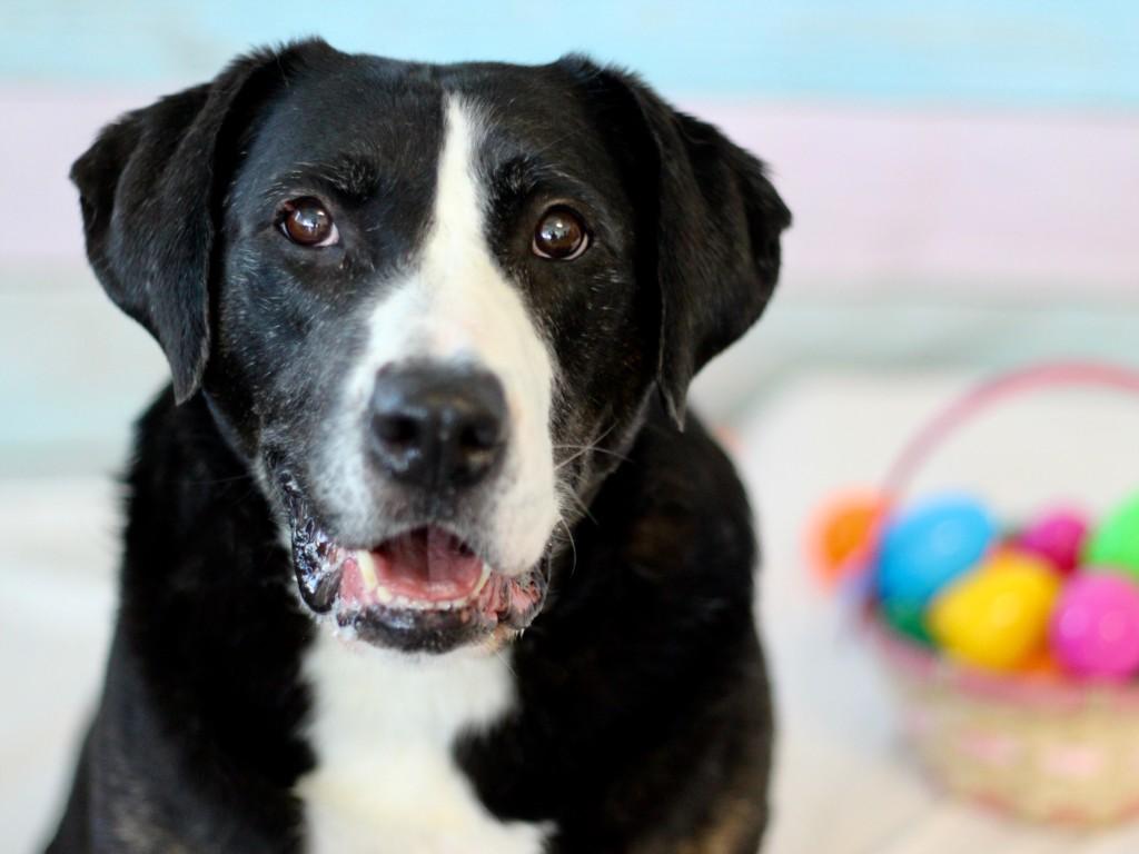 Enlarge ROSE, a Adoptable mixed breed in Los Angeles, CA image 1/1
