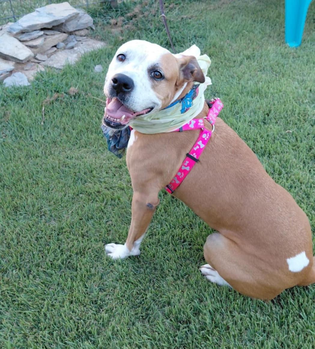 Zelda, a Adoptable mixed breed in Gainesboro, TN image 2/6