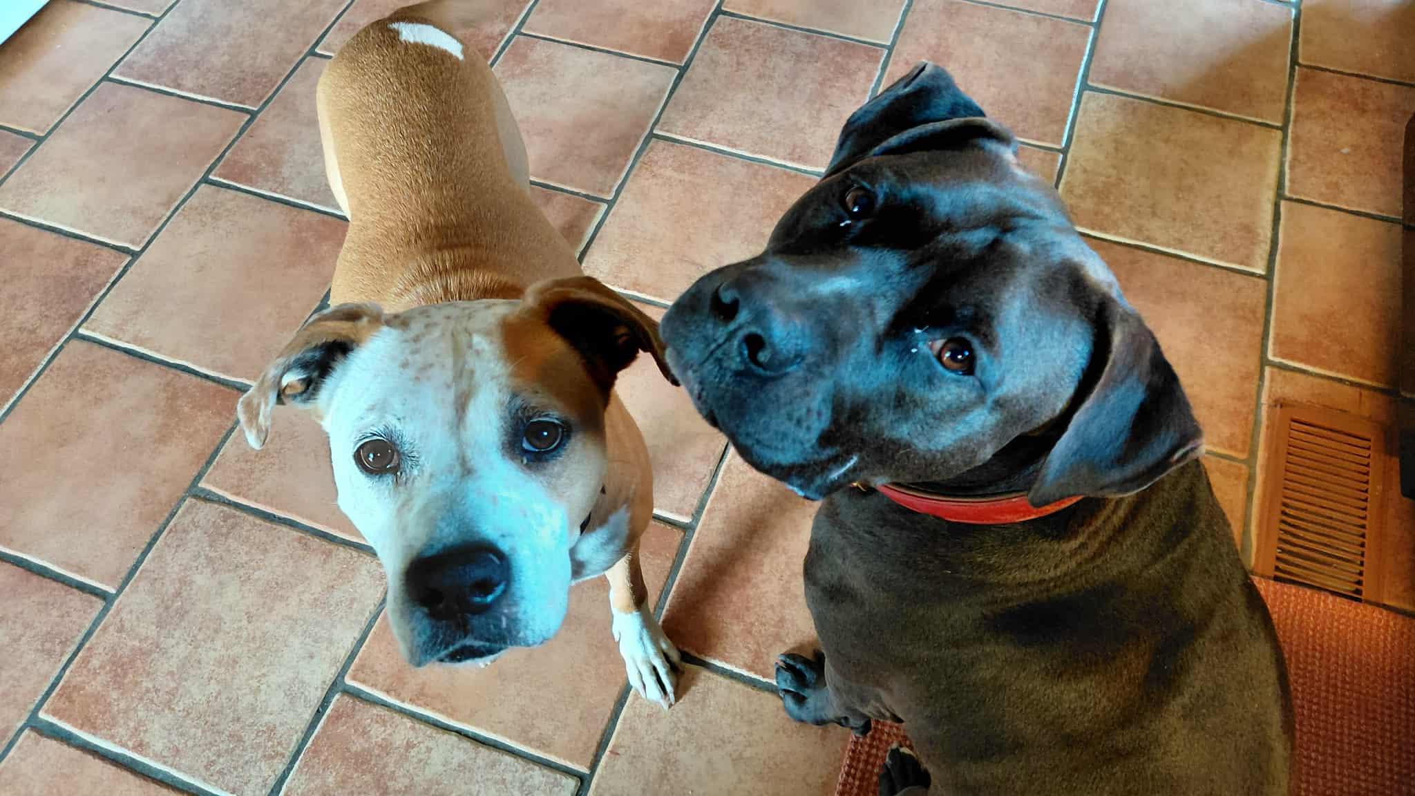 Zelda, a Adoptable mixed breed in Gainesboro, TN image 3/6