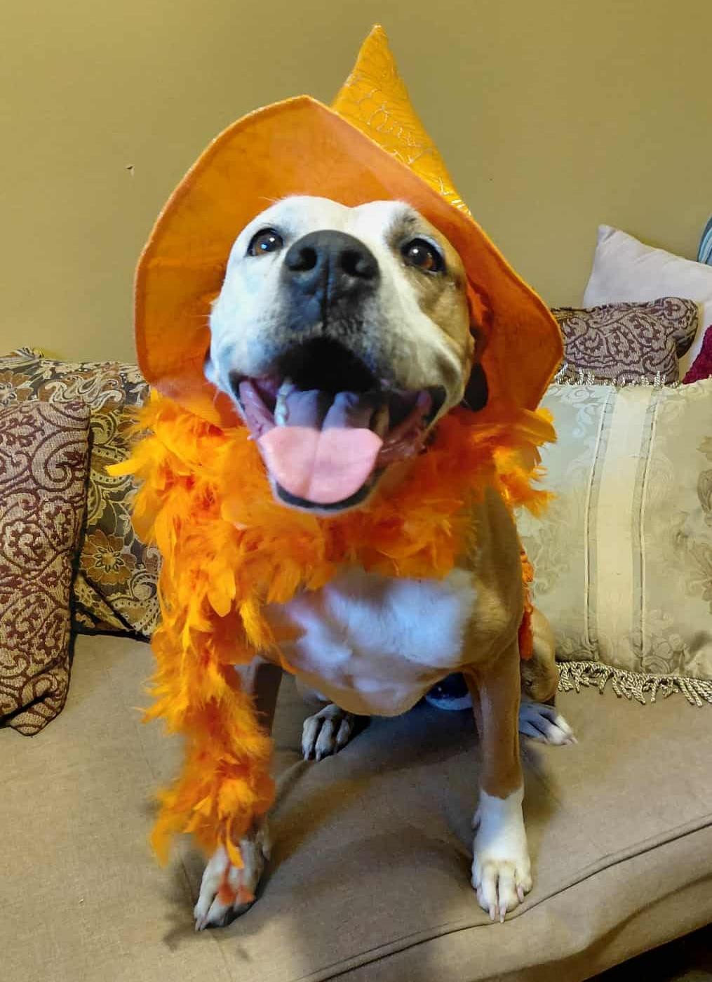 Zelda, a Adoptable mixed breed in Gainesboro, TN image 4/6