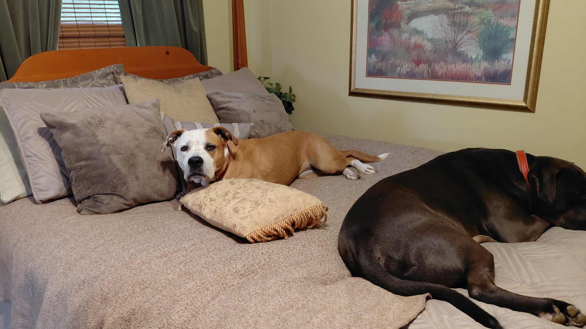 Zelda, a Adoptable mixed breed in Gainesboro, TN image 5/6