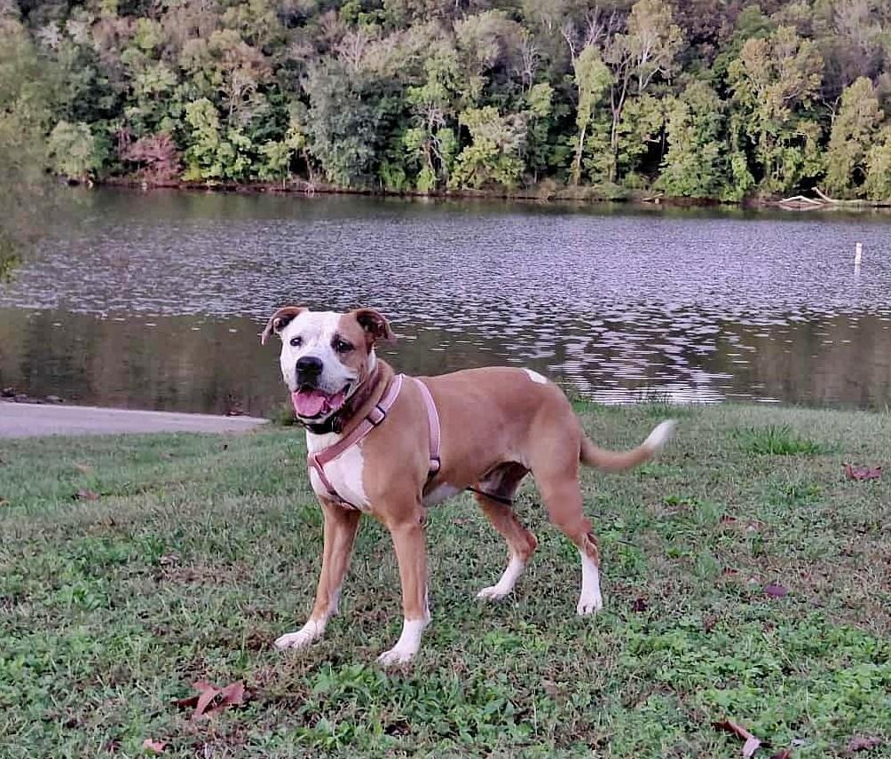 Zelda, Adoptable, Senior Female American Staffordshire Terrier.