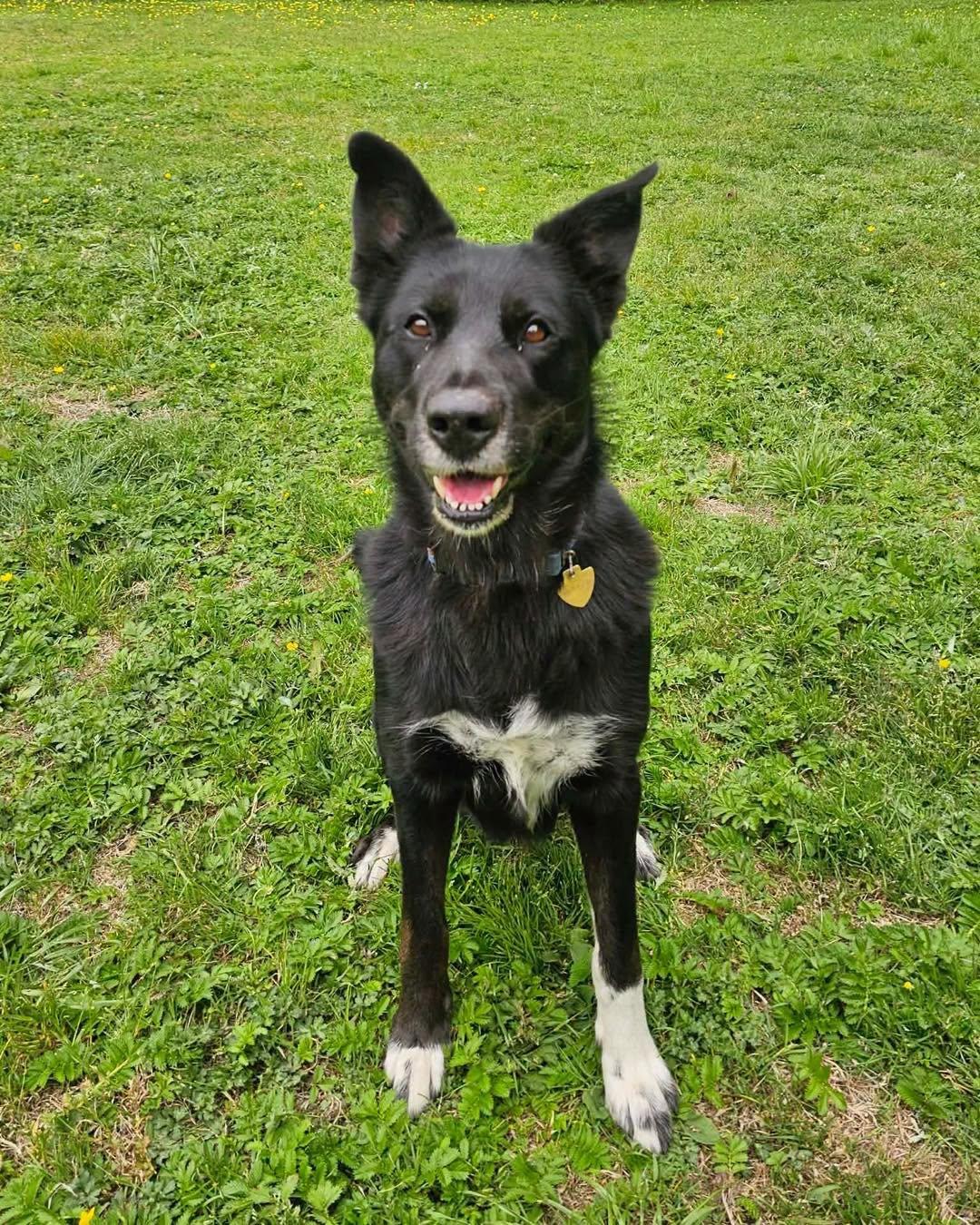 Millie, a ADOPTABLE mixed breed in Crescent city, CA image 2/6