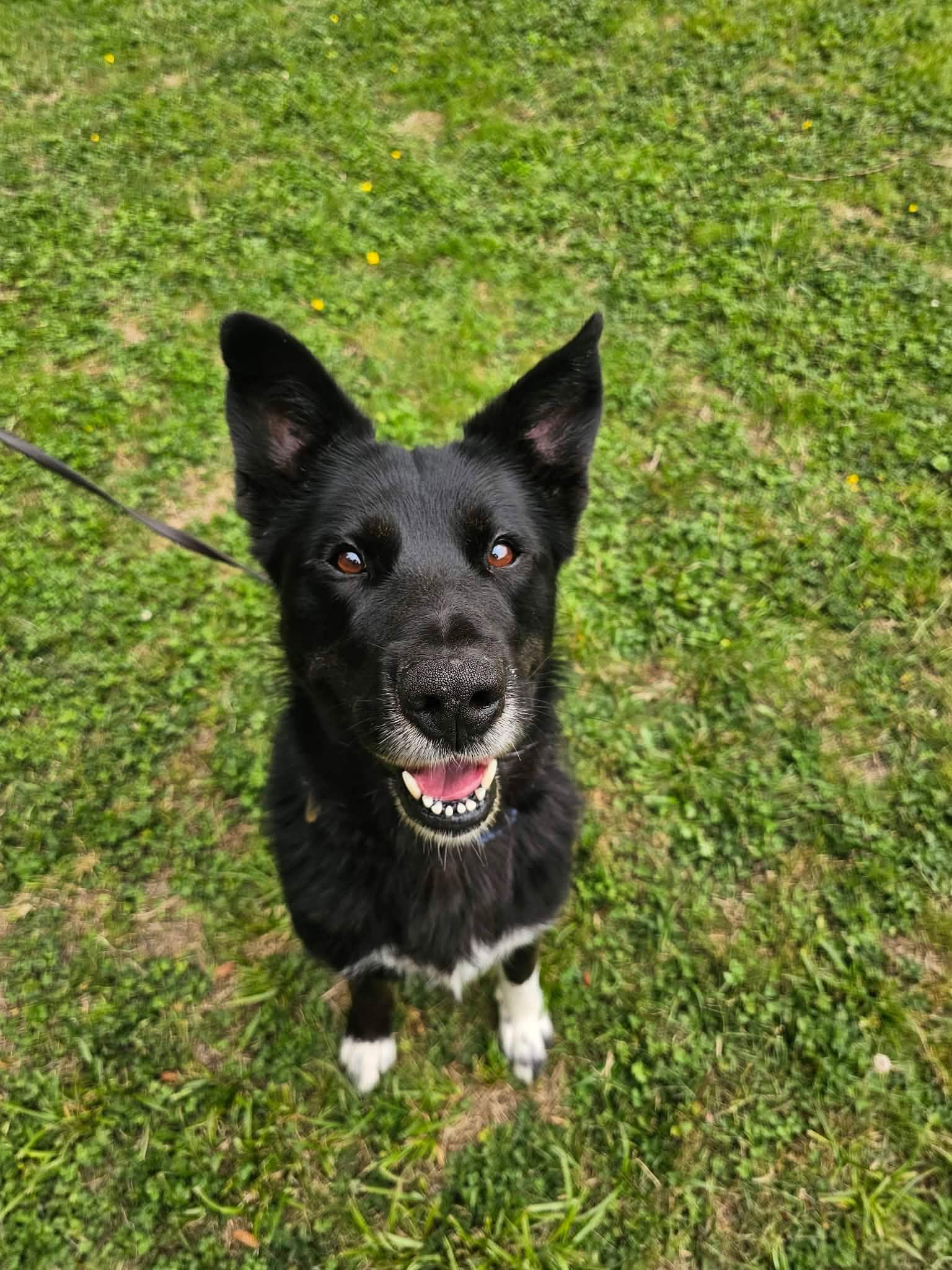 Millie, a ADOPTABLE mixed breed in Crescent city, CA image 5/6