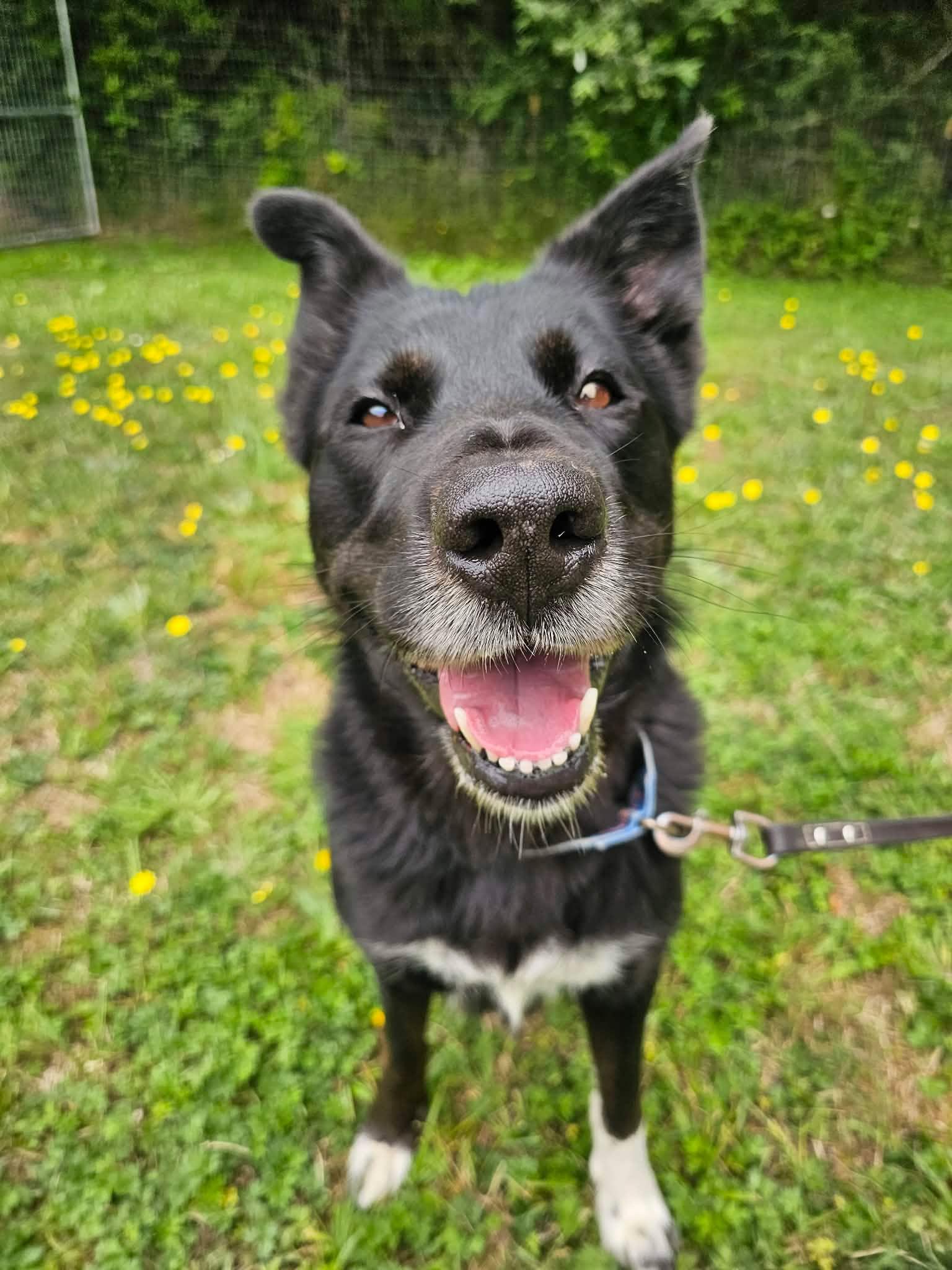 Millie, a ADOPTABLE mixed breed in Crescent city, CA image 4/6