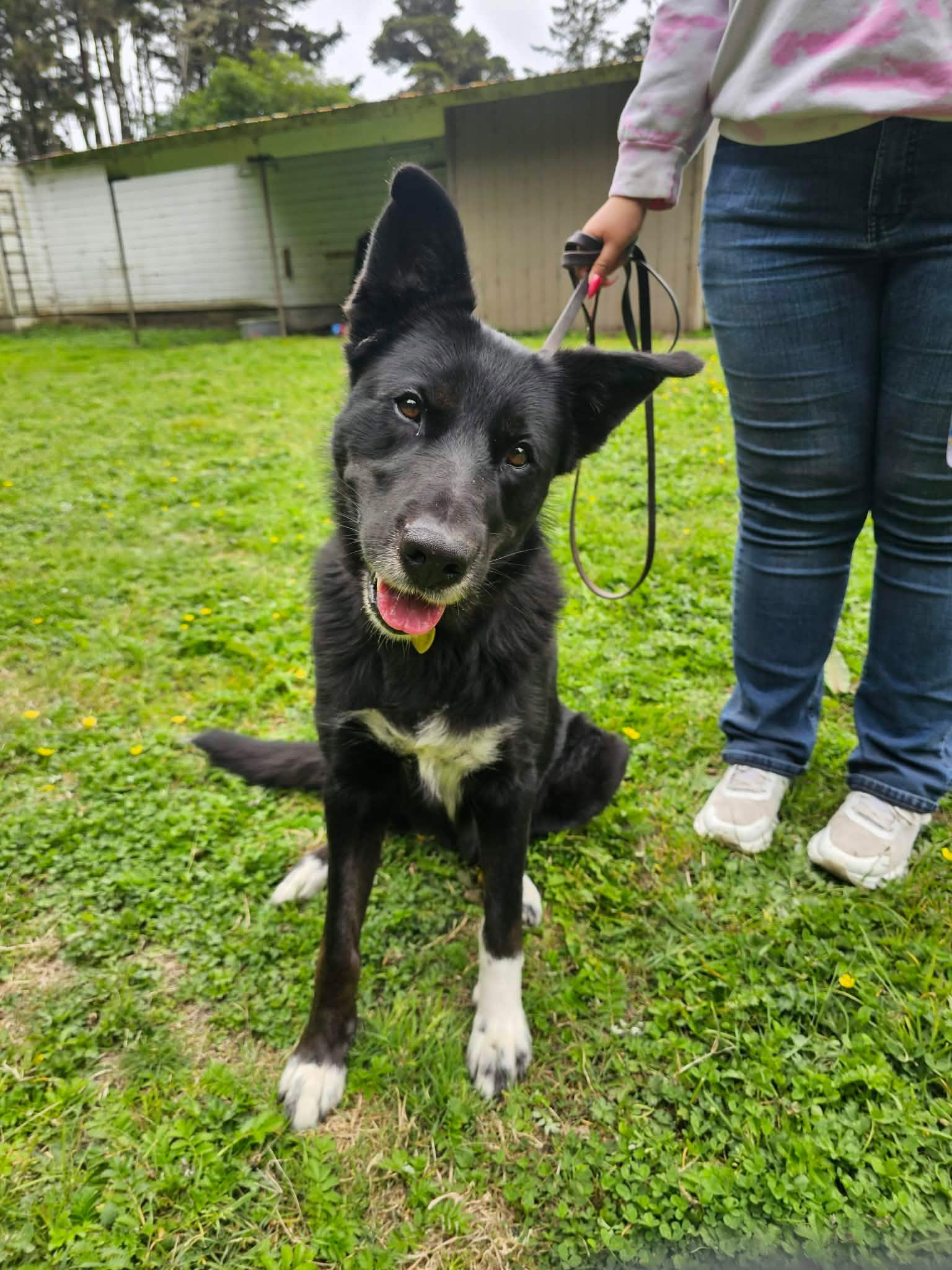 Millie, ADOPTABLE, Adult Female Border Collie.
