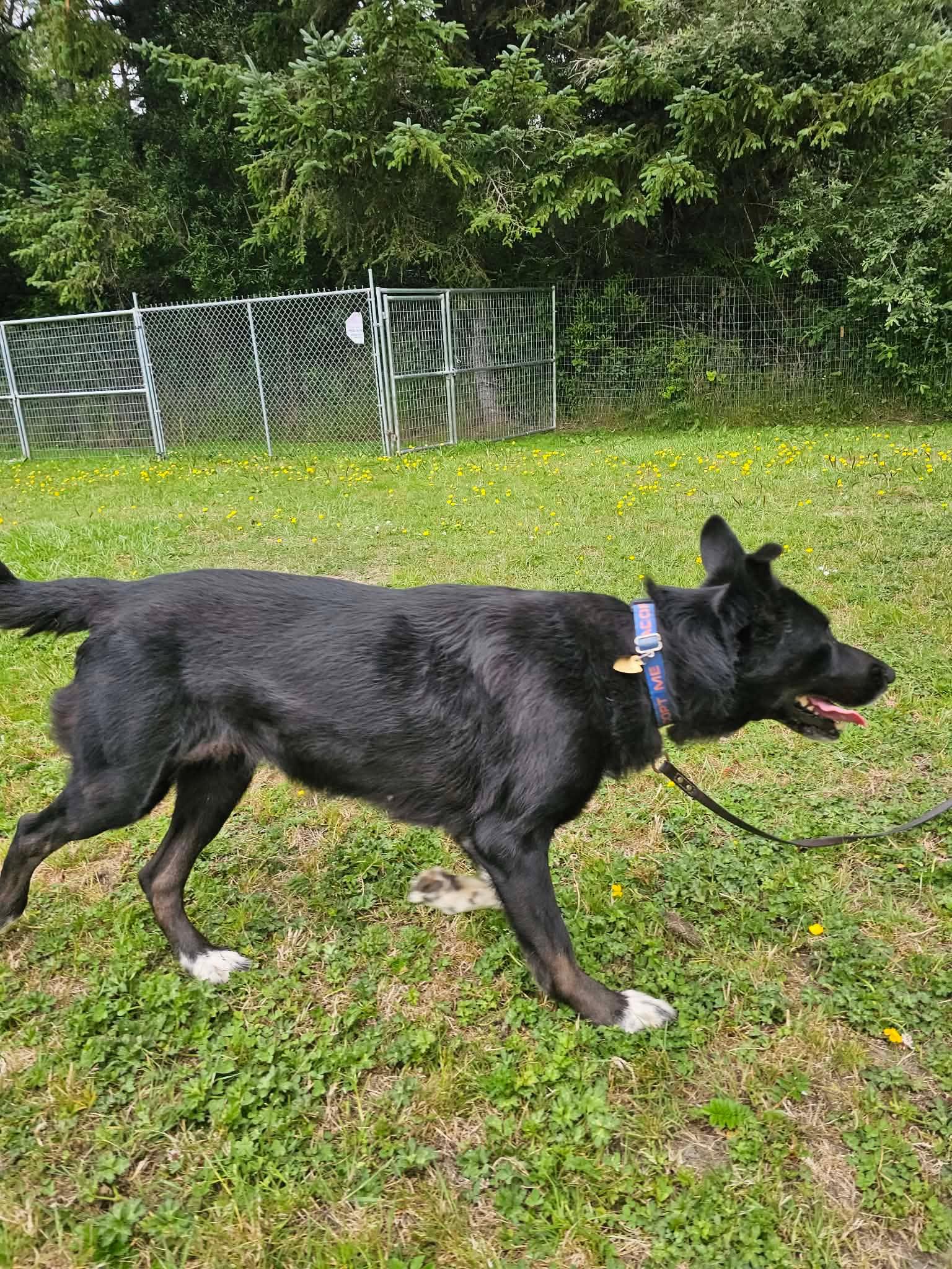 Millie, a ADOPTABLE mixed breed in Crescent city, CA image 3/6