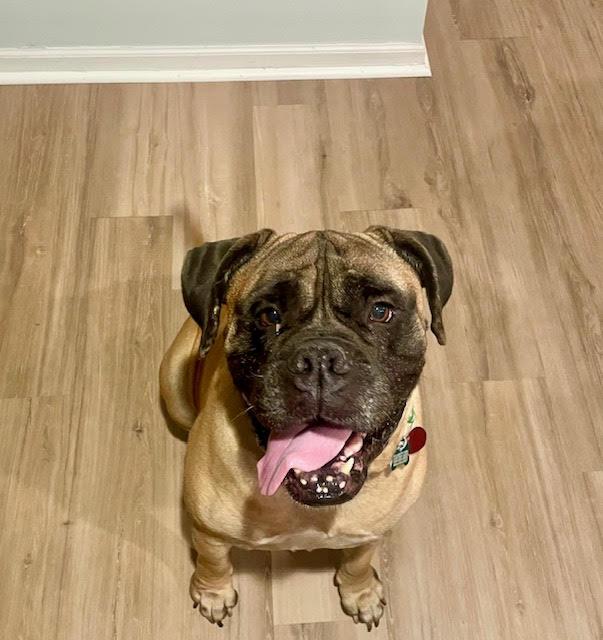 Lady, Adopted, Adult Female Bullmastiff.
