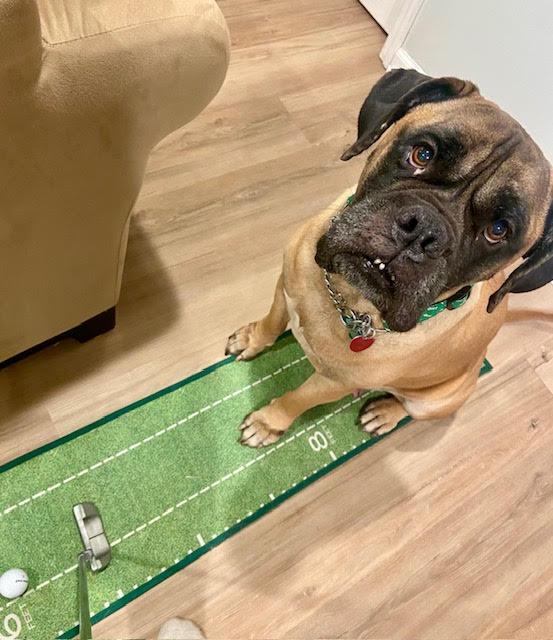 Enlarge Lady, a Adopted Bullmastiff in Pottersville, NJ image 2/4