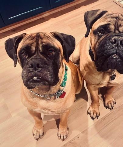 Enlarge Lady, a Adopted Bullmastiff in Pottersville, NJ image 3/4