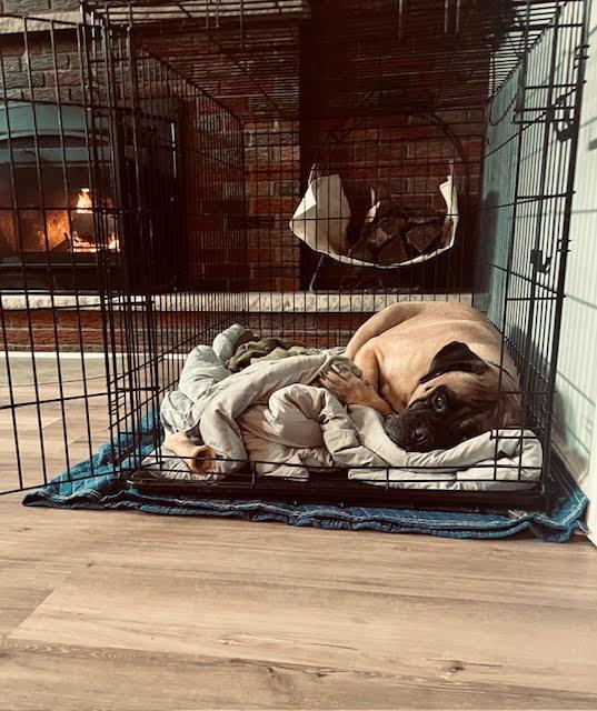 Enlarge Lady, a Adopted Bullmastiff in Pottersville, NJ image 4/4