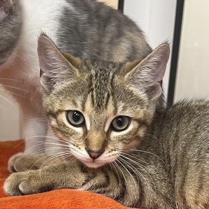 Zannie, an adopted Domestic Short Hair in Hilliard, OH_image-1
