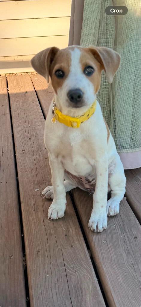 Enlarge Darby, a Adoptable mixed breed in sun prairie, WI image 1/1