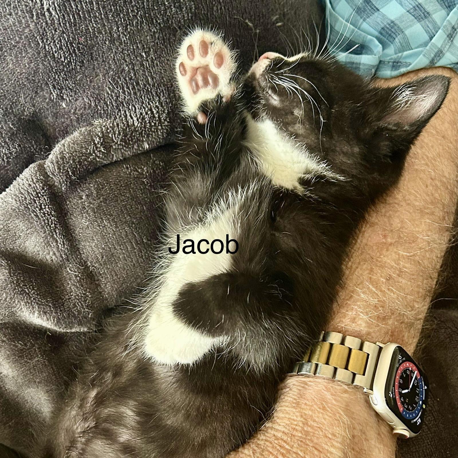 Enlarge Caleb, a Adopted Domestic Short Hair in Winter Garden, FL image 1/2