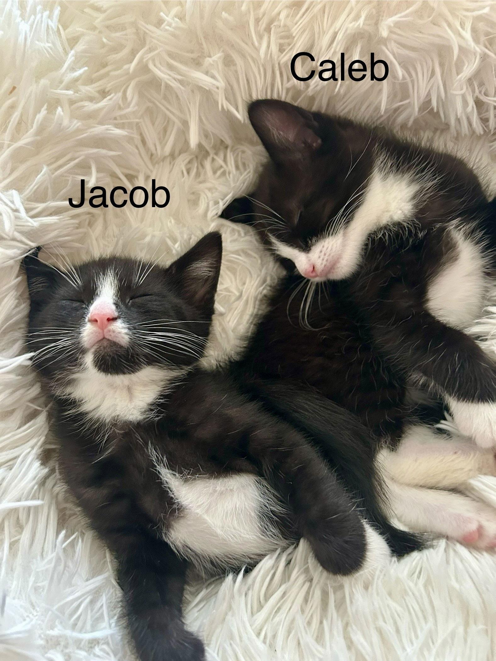 Enlarge Caleb, a Adopted Domestic Short Hair in Winter Garden, FL image 2/2