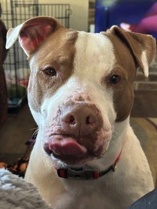 Romeo — thumbnail 2