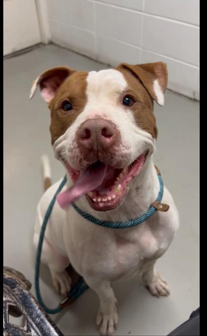 Romeo — thumbnail 3