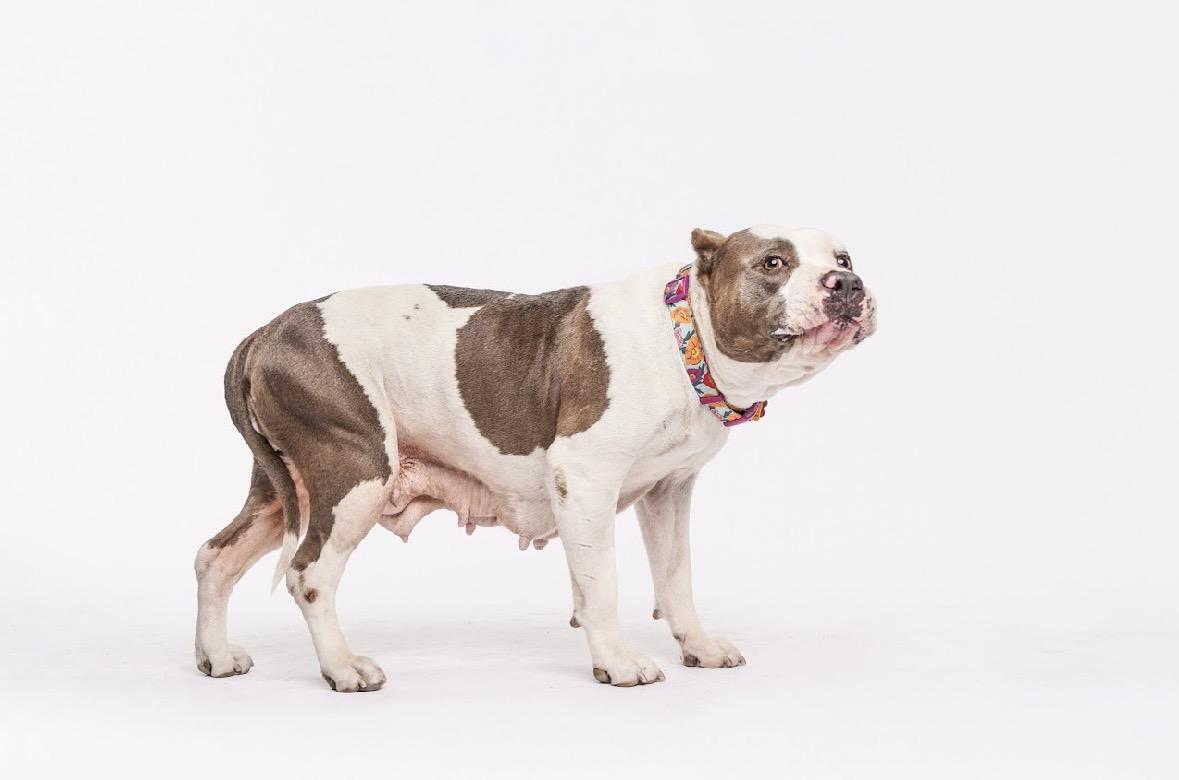 Enlarge Butterball, a ADOPTABLE Pit Bull Terrier in West Hollywood, CA image 4/6