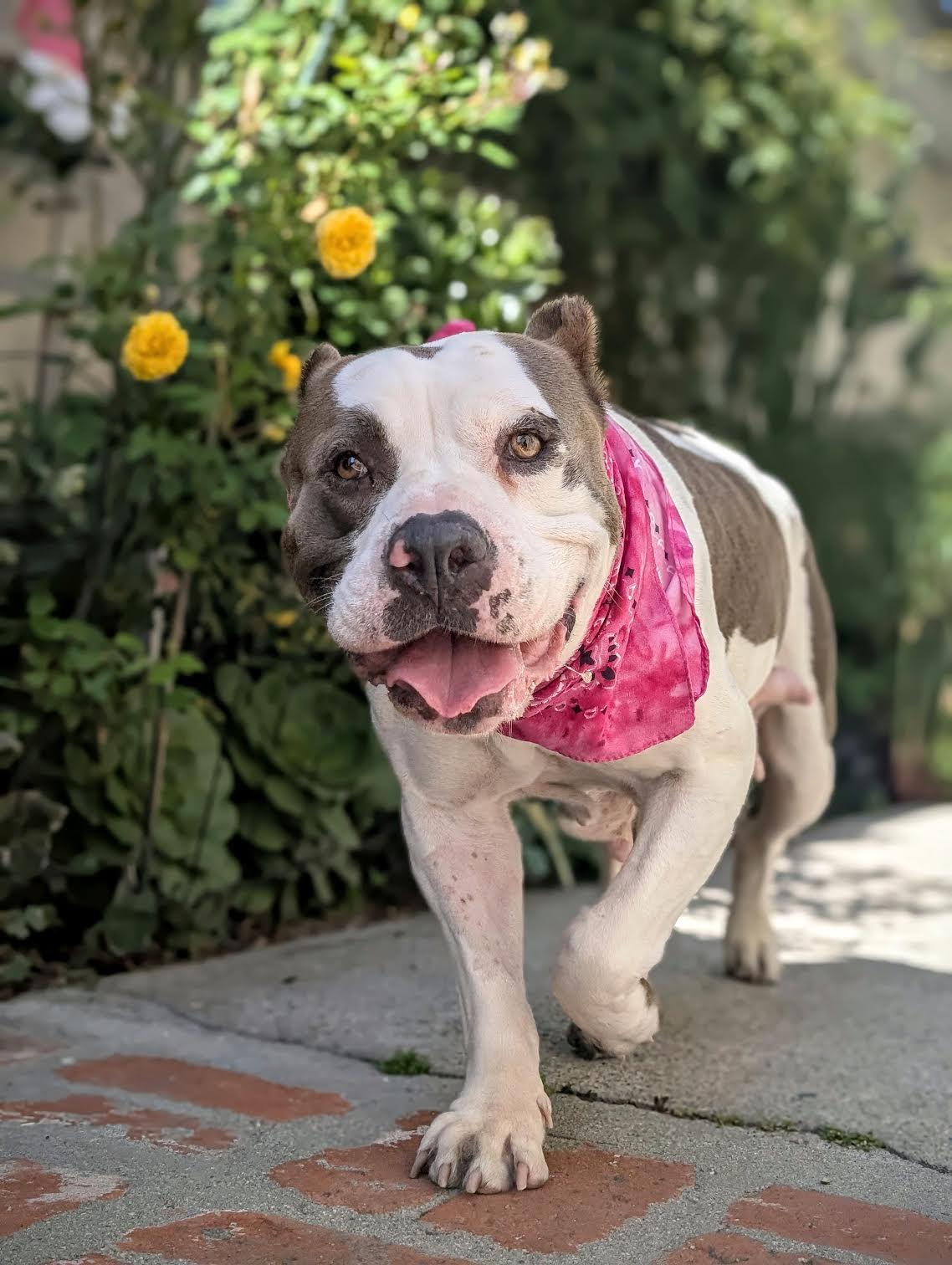 Butterball, a ADOPTABLE Pit Bull Terrier in West Hollywood, CA image 1/3