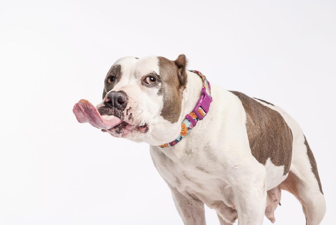 Enlarge Butterball, a ADOPTABLE Pit Bull Terrier in West Hollywood, CA image 5/6