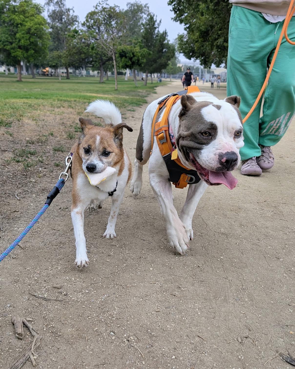 Butterball, a ADOPTABLE Pit Bull Terrier in West Hollywood, CA image 2/3
