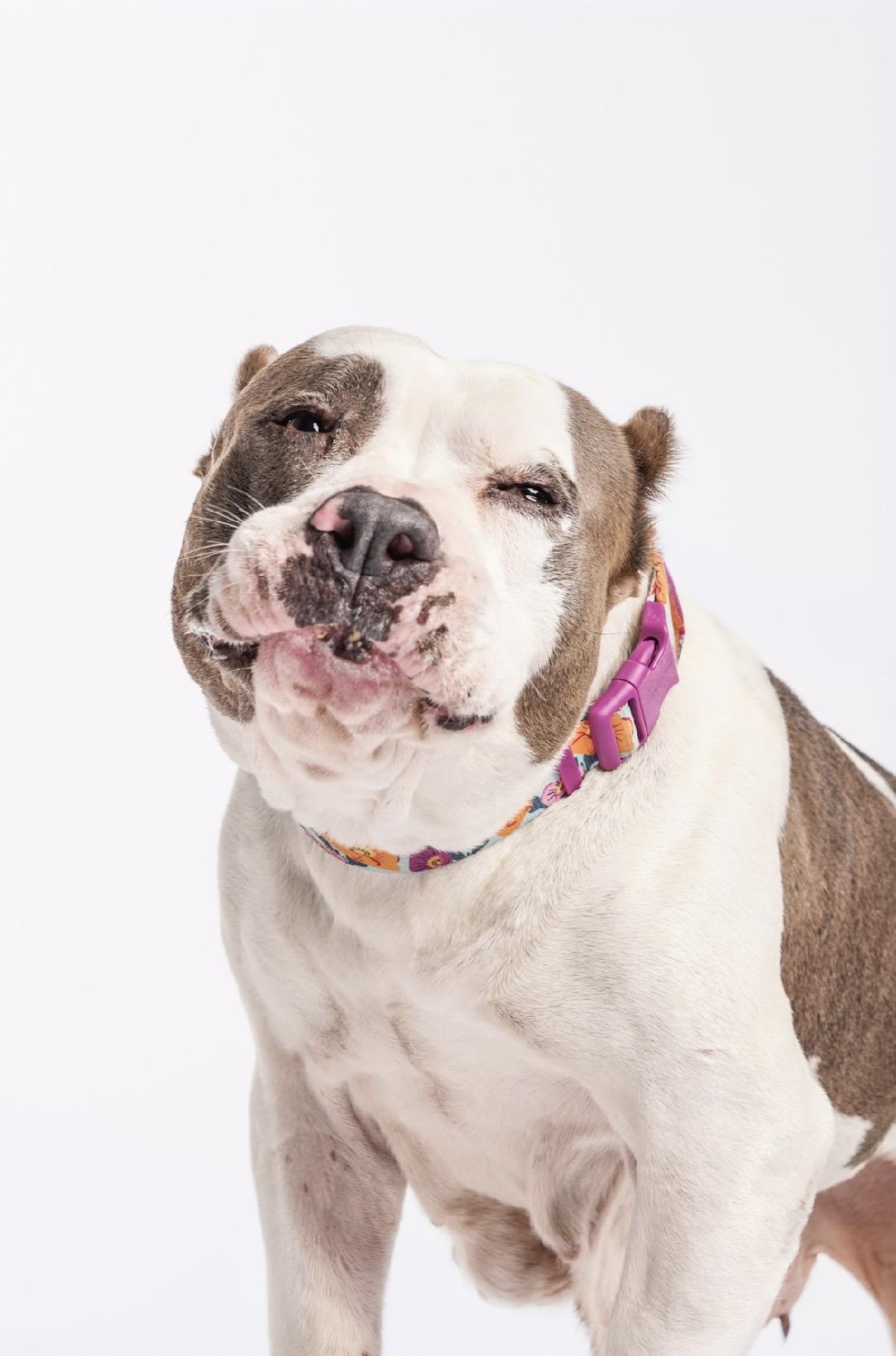 Enlarge Butterball, a ADOPTABLE Pit Bull Terrier in West Hollywood, CA image 6/6