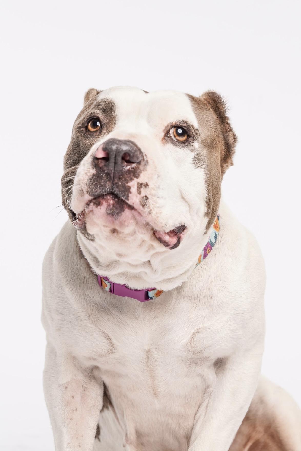 Enlarge Butterball, a ADOPTABLE Pit Bull Terrier in West Hollywood, CA image 1/6