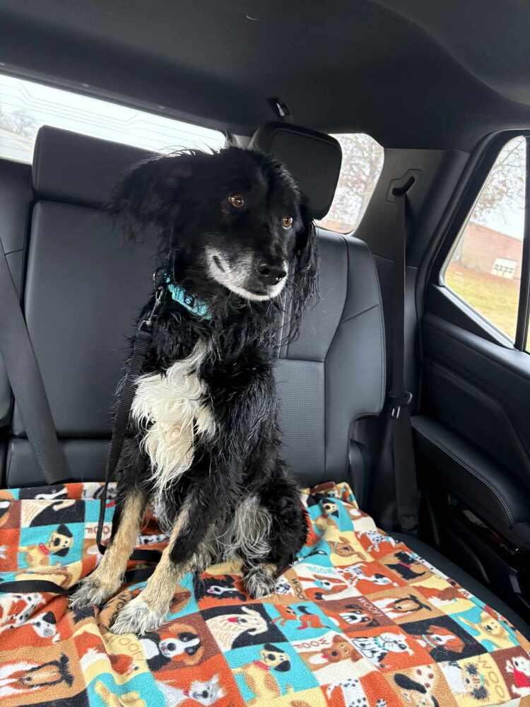 Haven FL, Adoptable, Adult Female Australian Shepherd.