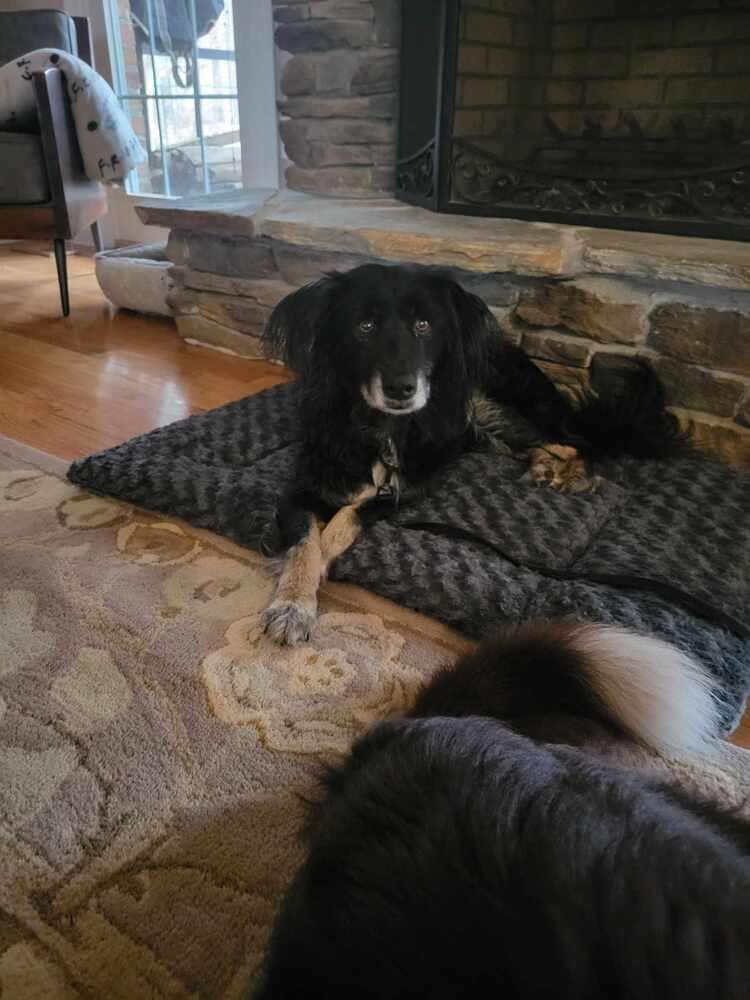 Haven FL, a Adoptable Australian Shepherd in Lincolnton, NC image 3/5