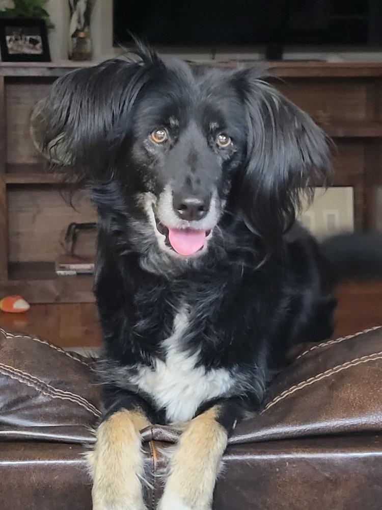 Haven FL, a Adoptable Australian Shepherd in Lincolnton, NC image 5/5