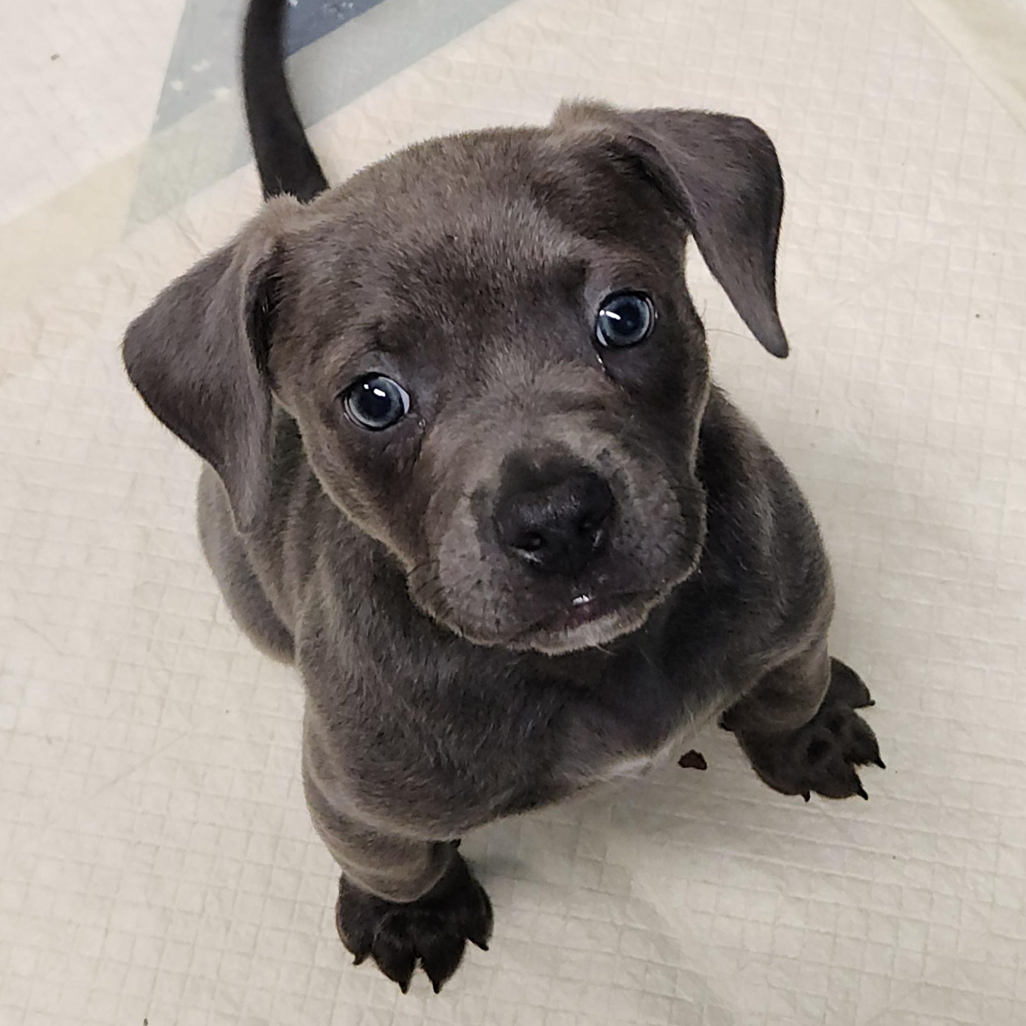 Shelby, an adoptable American Bully, Goldendoodle in Flintstone, GA, 30725 | Photo Image 4