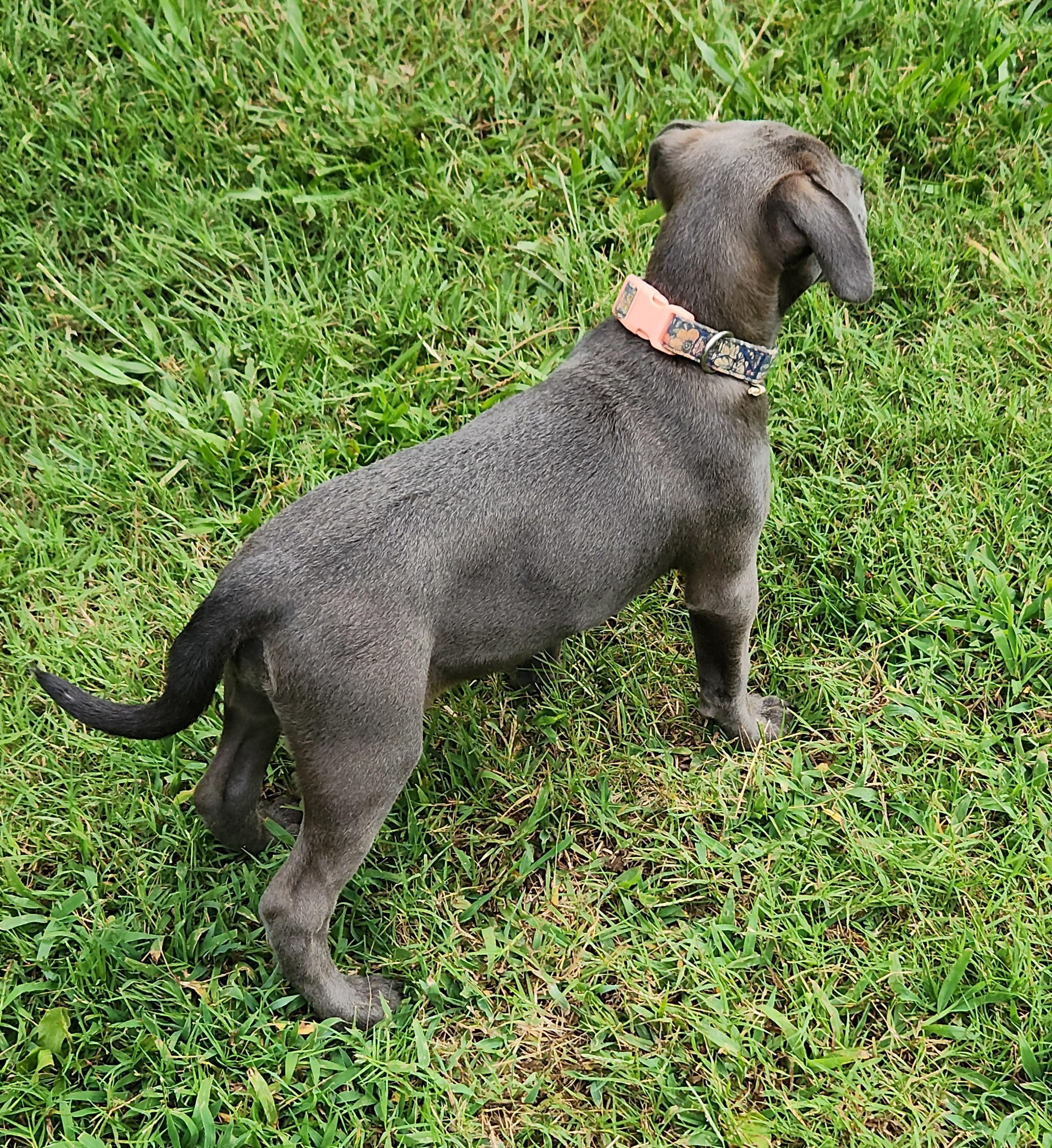 Shelby, an adoptable American Bully, Goldendoodle in Flintstone, GA, 30725 | Photo Image 3