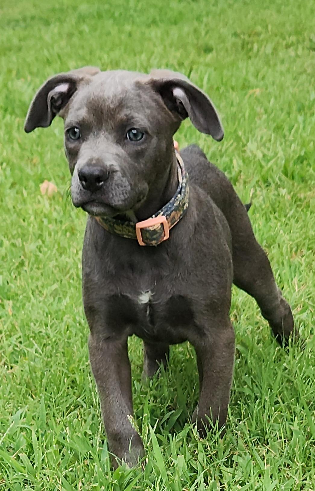 Shelby, an adoptable American Bully, Goldendoodle in Flintstone, GA, 30725 | Photo Image 1