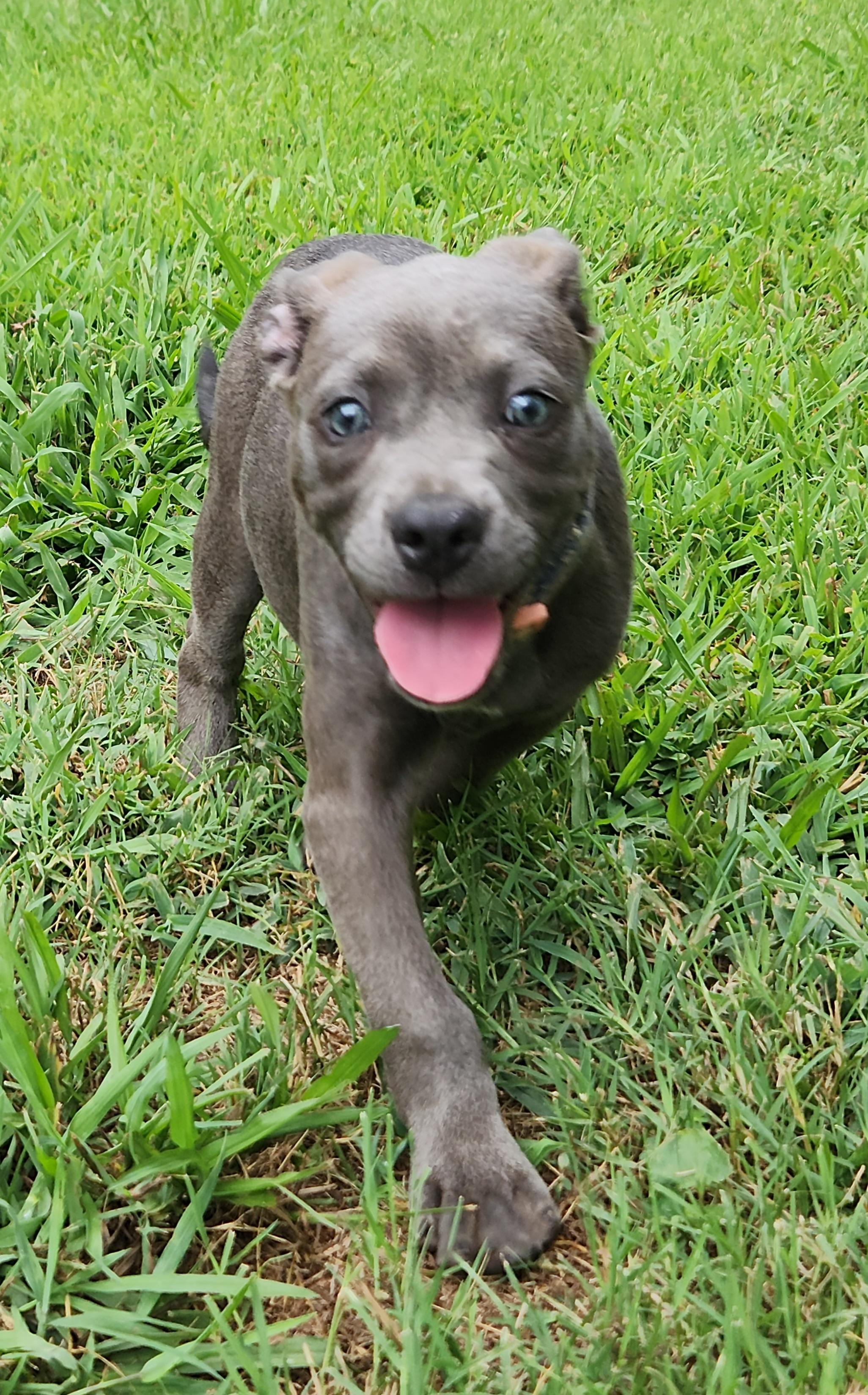 Shelby, an adoptable American Bully, Goldendoodle in Flintstone, GA, 30725 | Photo Image 2