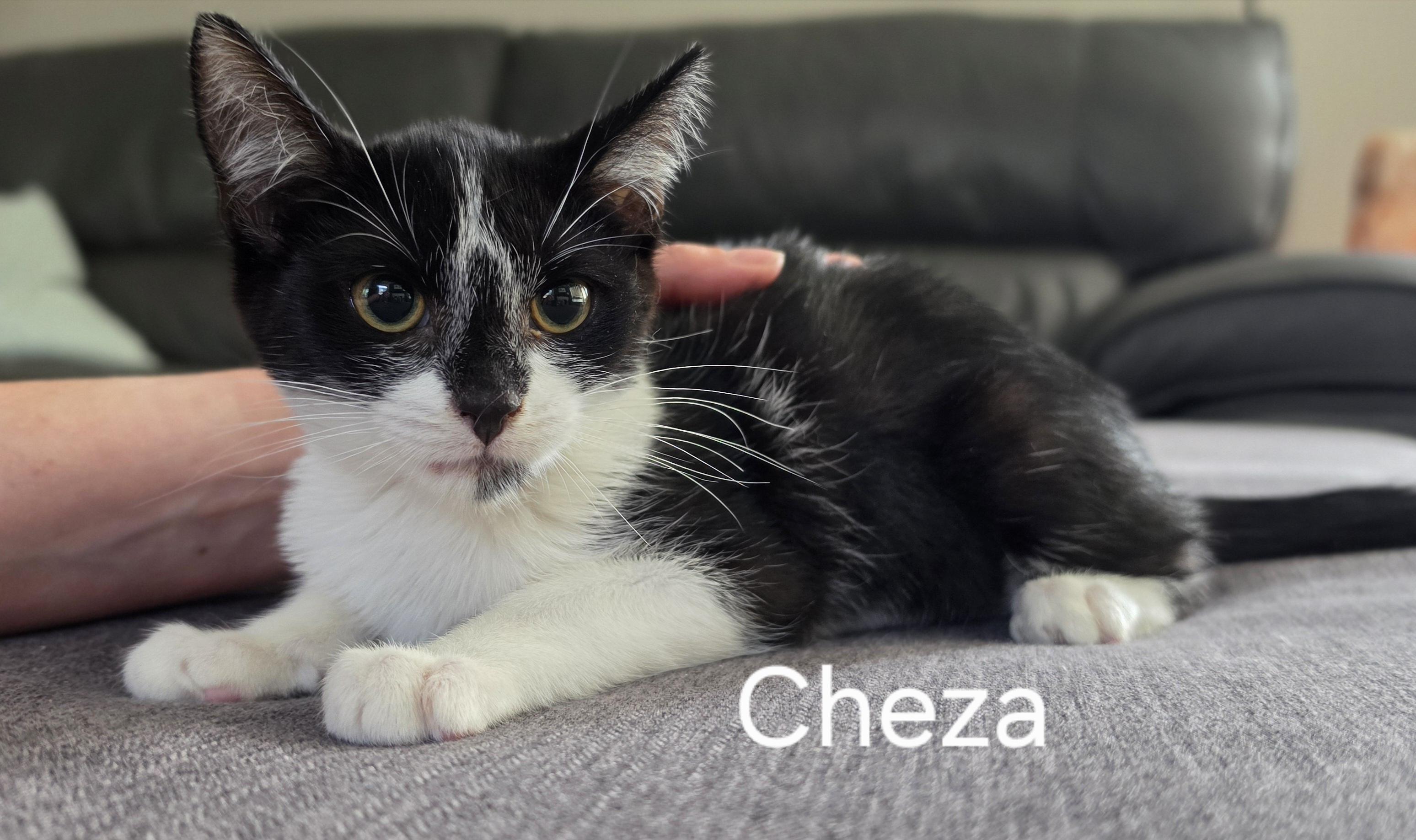 Cheza, ADOPTABLE, Kitten Female Domestic Short Hair.