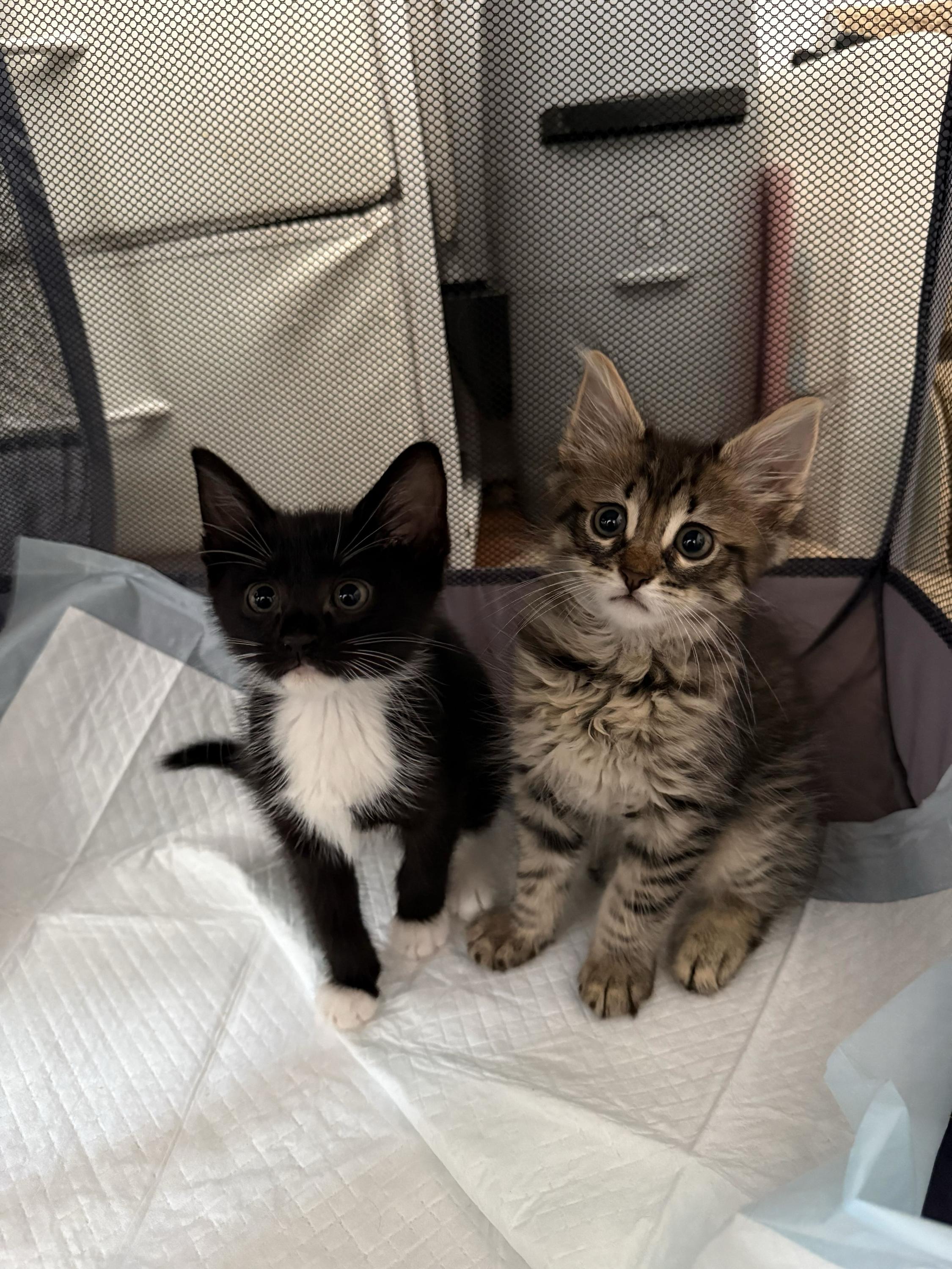 Enlarge Rio (Bonded to Isla), an adopted Domestic Medium Hair in Long Island City, NY image 3/5