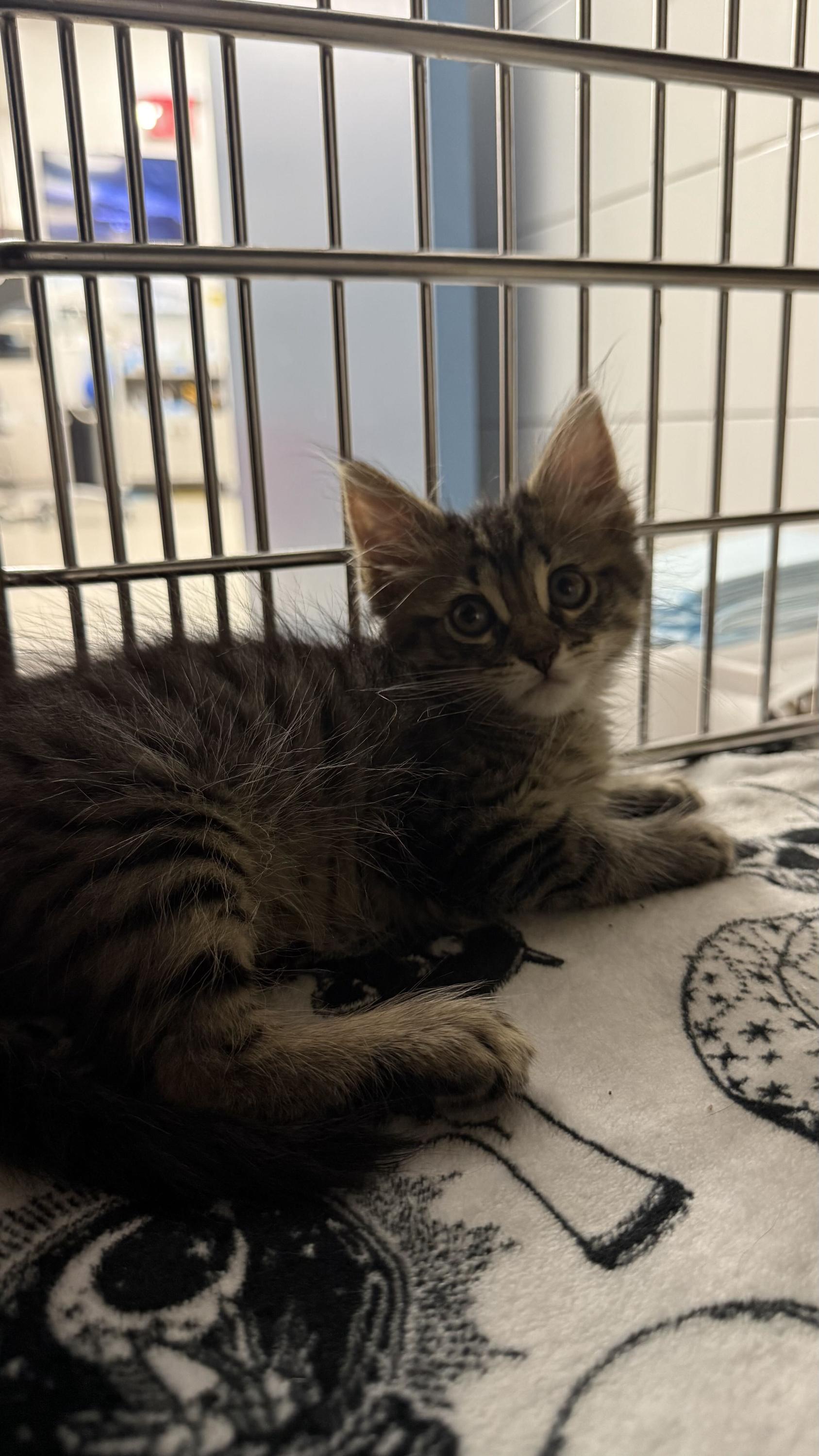 Enlarge Rio (Bonded to Isla), an adopted Domestic Medium Hair in Long Island City, NY image 4/5