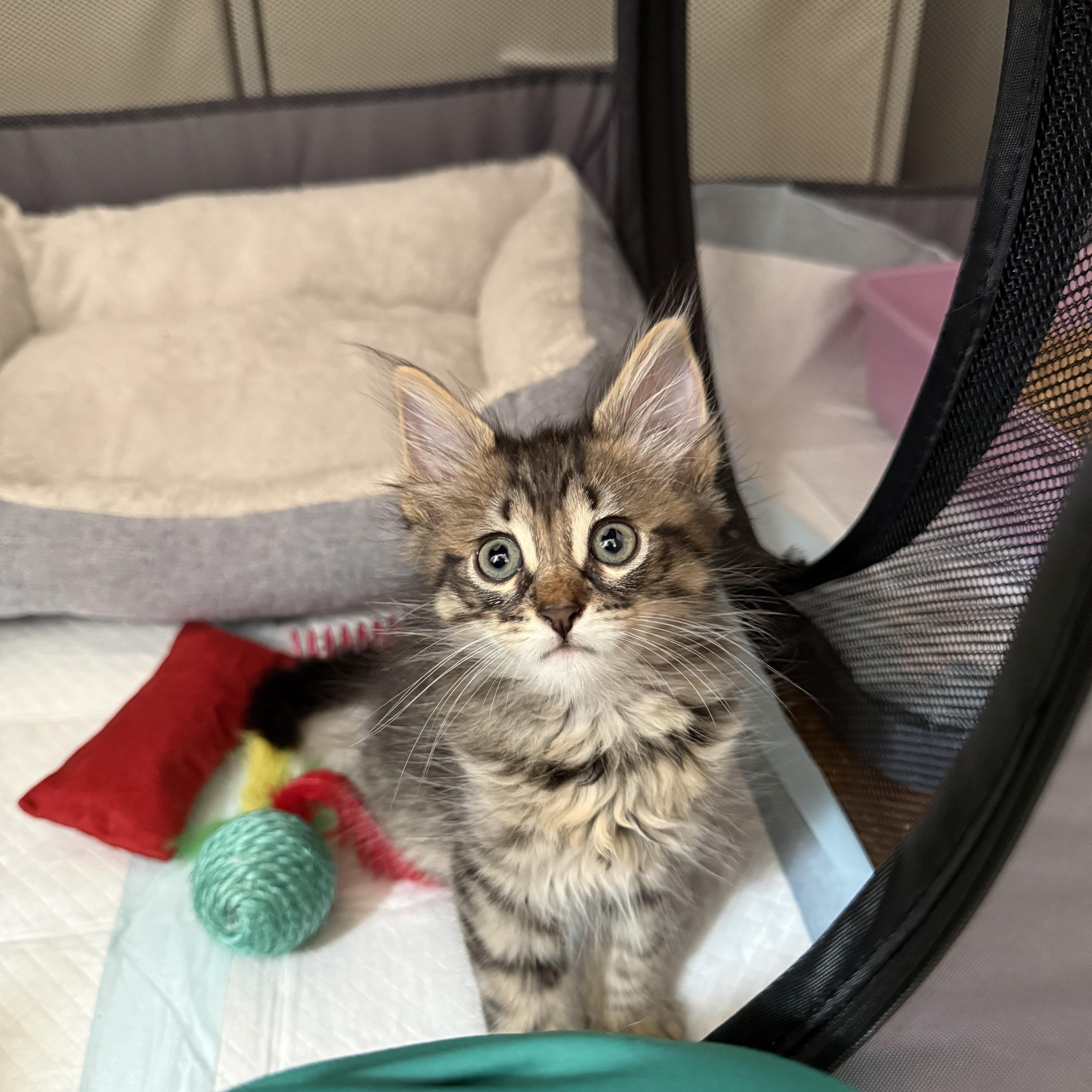 Enlarge Rio (Bonded to Isla), an adopted Domestic Medium Hair in Long Island City, NY image 1/5